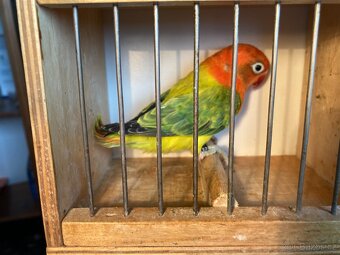 Agapornis fischeri - 3