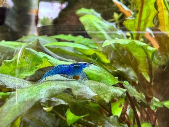 Neocaridina blue dream high - 3