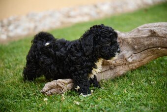 maltipoo - 3