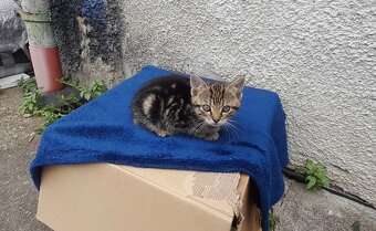 Koťátka k adopci – hledáme milující rodiny 🐾 - 3