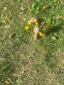 Pozemek ke stanování/mobilheim - 3