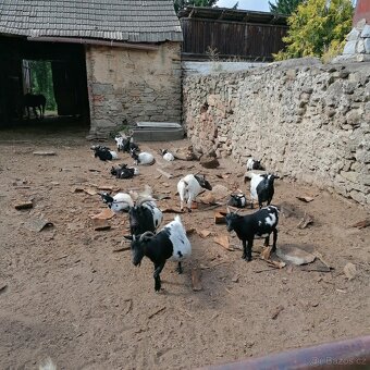 Holandské zakrslé kozy - 3