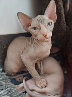 KANADSKÝ SPHYNX - 3
