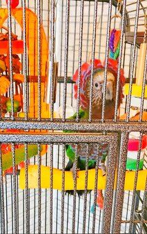 Amazoňan vějířový - 3