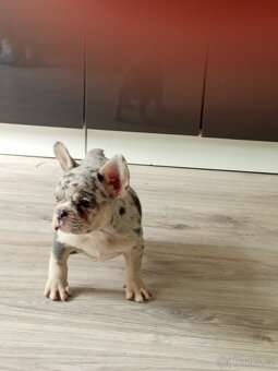 francouzský buldocek - 3