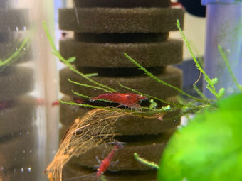 Krevetka Neocaridina Red Sakura - 3
