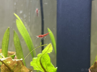 Krevetka Neocaridina  Red Sakura - 3