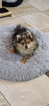 Pomeranian x německý špic střední - 3