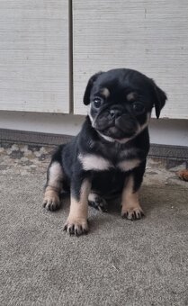 Mops - 3