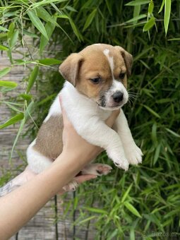 Jack Russell teriéra - 3