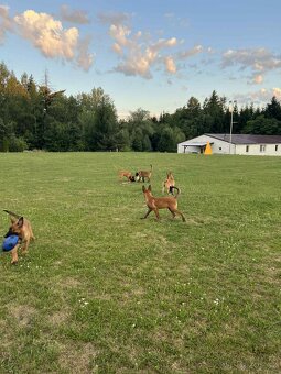 3 bratři Malinois s PP hledají své nové parťáky - 3