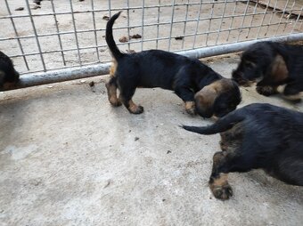 Štěňata jezevčík drsnosrstý standard s PP - 3