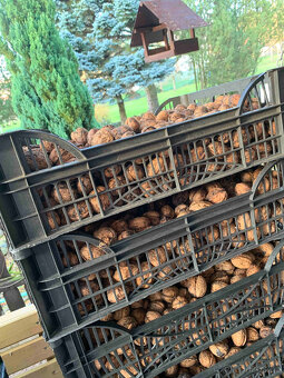 Vlašské ořechy - 3