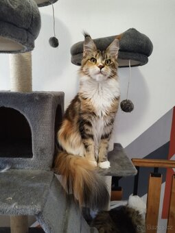 Mainská mývalí koťátka s PP - 3