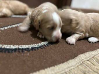 maltipo , maltipoo odber na mikuláša - 3