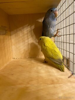 Papoušiček Šedokřídlý. Papoušiček Brýlatý - 3