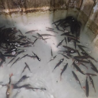 Nástražní rybičky - 3