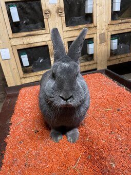 Prodám samici Vídeňskou modrou - 3