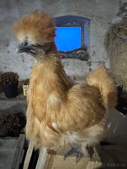 Hedvabnička velké bez vousů - 3