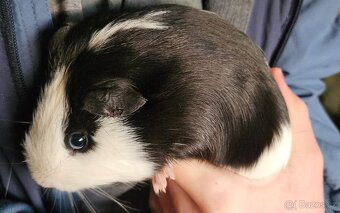 Prodám morčata - 3