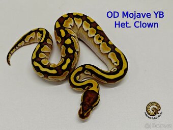 Krajta Královská - 3