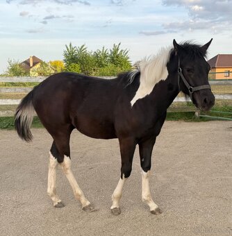 Americký pait horse - 3