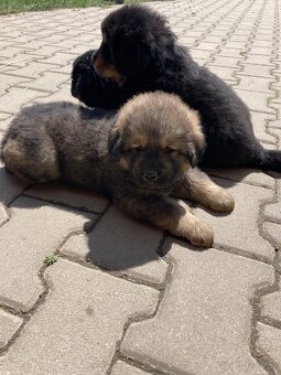 Tibetská doga s PP - 3