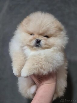 Štěňata pomeranského ovčáka - 3