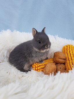 Miminko zakrslý modrý bílopesíkatý králík holka - 3