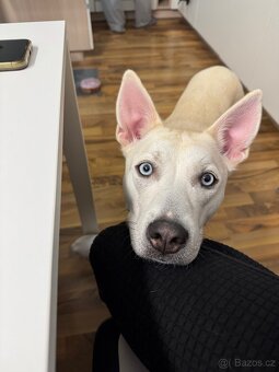 Křížence husky - 3