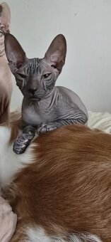DON Sphynx - 3