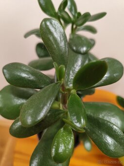 Tlustice vejčitá - 3