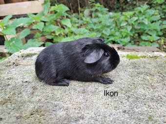 Morčata s PP - kluci - 3