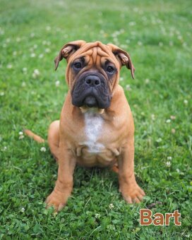 Kontinentální buldok s PP - 3