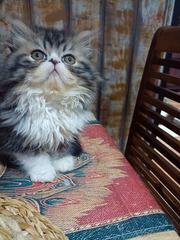 Perské koťátko ,kočička bez PP - 3