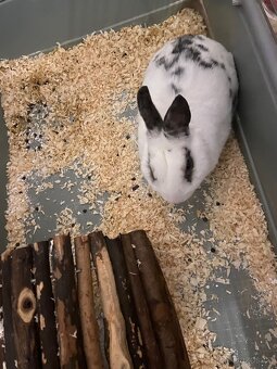 Prodám králíka + klec - 3