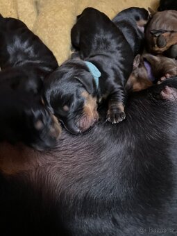 Jezevčík hladkosrstý standard s PP - 3