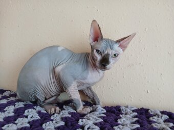 Kanadský sphynx PP - 3