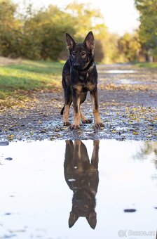 Německý ovčák s PP FCI - 3