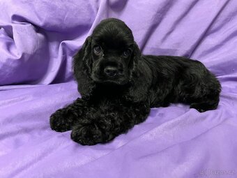 Americký kokršpaněl s PP - 3