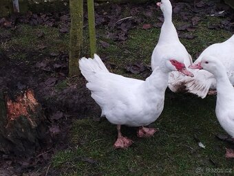 Kachna Pižmová - 3