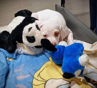 Bourbonský ohař - štěně s PP - 3