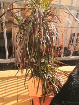 dracena, pokojová - 3