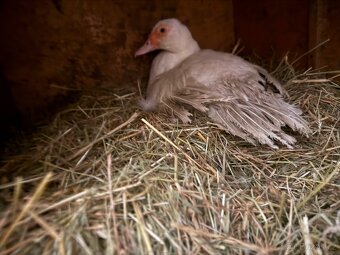 Kachna pižmová - 3