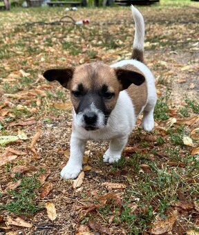 Štěňata Jack Russel Teriér na prodej - kluci - 3