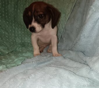 Štěňátka kříženci čivavy a jezevčíka ( chiweenie ) - 3