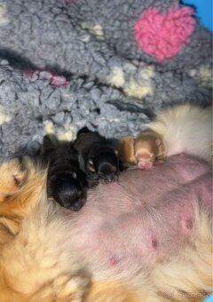 Pomeranian S PP FCI, štěňátka k rezervaci - 3