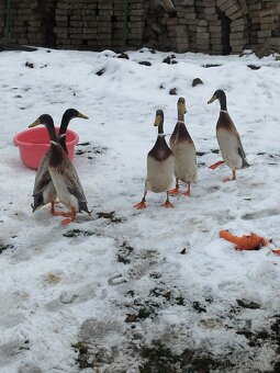 Indický běžec - 3