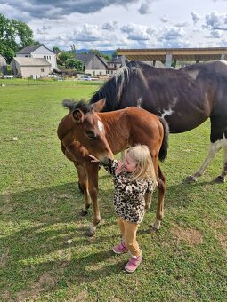 APH letošní hřebeček - 3