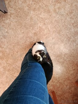 Kocour "Jin a Jang" - 3